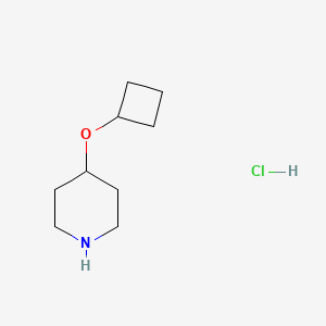 Chemical structure of 4-Cyclobutoxypiperidine hydrochloride