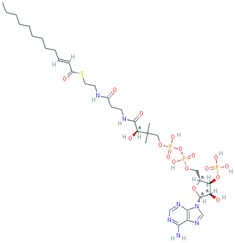 Chemical structure of 2-trans-Dodecenoyl-Co A