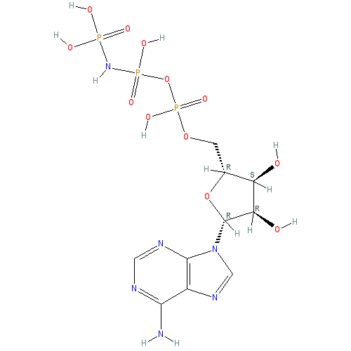 ANP (1-11), rat