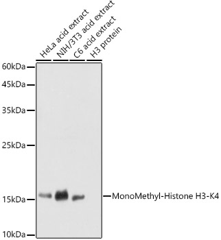 Histone H3K4me1 Antibody