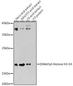 Histone H3K4me2 Antibody