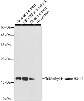 Histone H3K4me3 Antibody