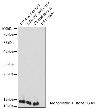 Histone H3K9me1 Antibody