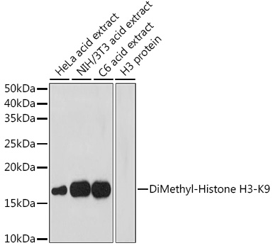 Histone H3K9me2 Antibody