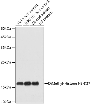 Histone H3K27me2 Antibody