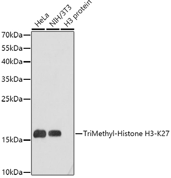 Histone H3K27me3 Antibody