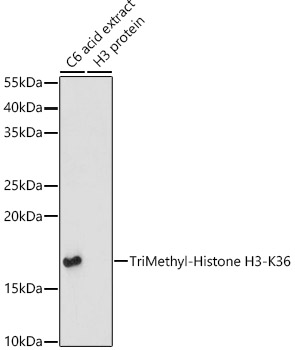 Histone H3K36me3 Antibody