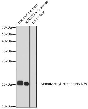 Histone H3K79me1 Antibody