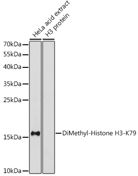 Histone H3K79me2 Antibody