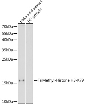 Histone H3K79me3 Antibody