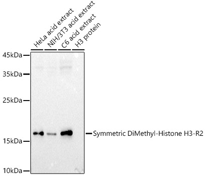 Histone H3R2me2s Antibody