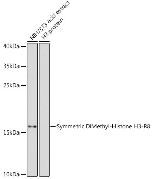 Histone H3R8me2s Antibody