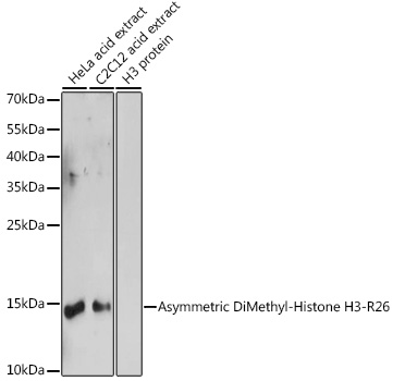 Histone H3R26me2a Antibody