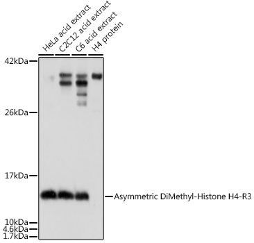 Histone H4R3me2a Antibody