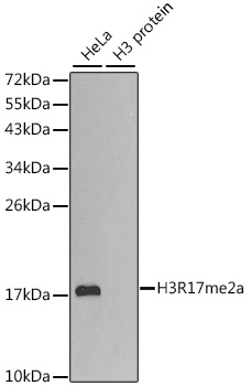 Histone H3R17me2a Antibody