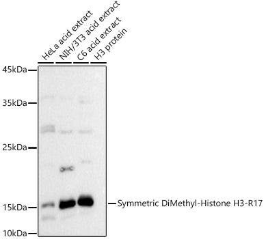 Histone H3R17me2s Antibody