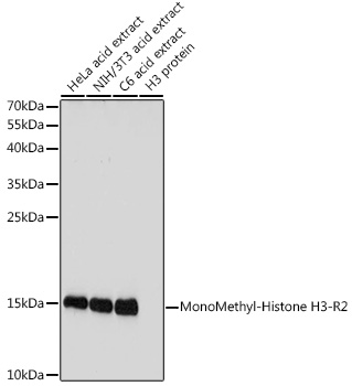Histone H3R2me1 Antibody