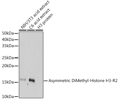 Histone H3R2me2a Antibody