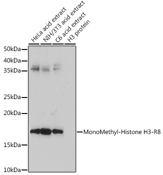 Histone H3R8me1 Antibody