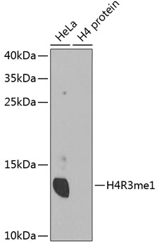 Histone H4R3me1 Antibody