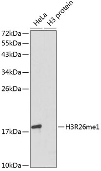 Histone H3R26me1 Antibody