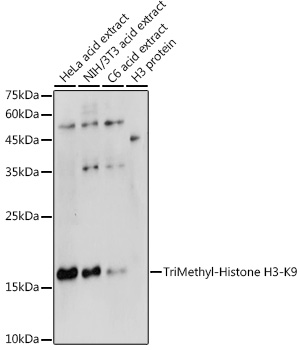 Histone H3K9me3 Antibody