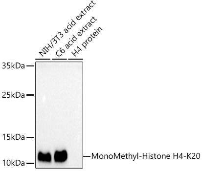 Histone H4K20me1 Antibody