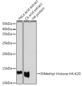Histone H4K20me2 Antibody
