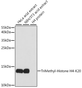 Histone H4K20me3 Antibody