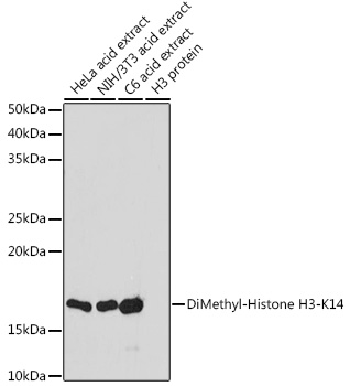 Histone H3K14me2 Antibody