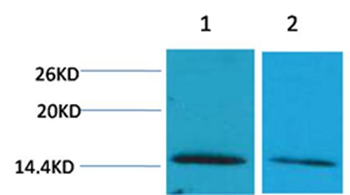 Histone H2B(Di-Methyl-Lys43) Rabbit Polyclonal Antibody