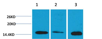 Histone H3(Di-Methyl-Lys4) Rabbit Polyclonal Antibody