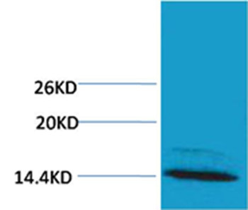 Histone H4(mono-methyl-Arg3) Rabbit Polyclonal Antibody