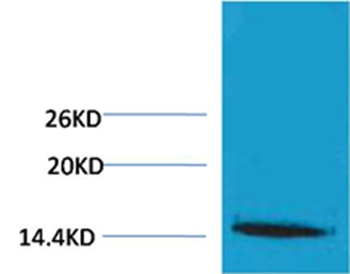 Histone H1(Tri-Methyl-Lys25) Rabbit Polyclonal Antibody