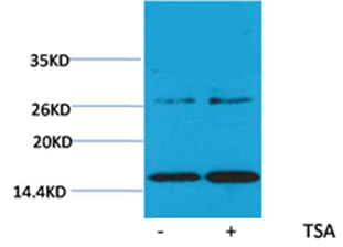 Histone H3(Acetyl-Lys14) Rabbit Polyclonal Antibody