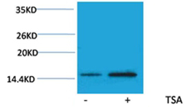 Histone H2A(Acetyl-Lys15) Rabbit Polyclonal Antibody