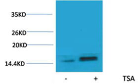 Histone H2A.Z(Acetyl-Lys7) Rabbit Polyclonal Antibody