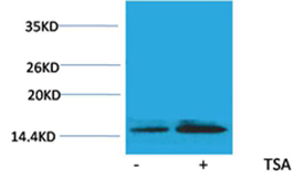 Histone H2B(Acetyl-Lys15) Rabbit Polyclonal Antibody