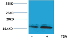 Histone H2B(Acetyl-Lys23) Rabbit Polyclonal Antibody