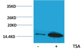 Histone H4(Acetyl-Lys12) Rabbit Polyclonal Antibody