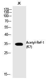 Ref (Acetyl-Lys7) Polyclonal Antibody