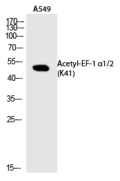 EF α1/2 (Acetyl-Lys41) Polyclonal Antibody