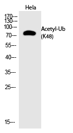 Ub (Acetyl-Lys48) Polyclonal Antibody