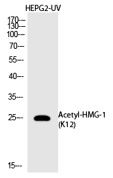 HMG (Acetyl-Lys12) Polyclonal Antibody