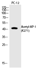 AP (Acetyl-Lys271) Polyclonal Antibody