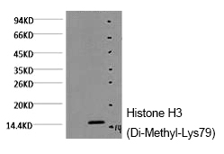 Histone H3 (Di-Methyl-Lys79) Monoclonal Antibody