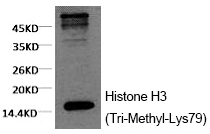 Histone H3 (Tri-Methyl-Lys79) Monoclonal Antibody