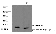 Histone H3 (Mono-Methyl-Lys79) Monoclonal Antibody