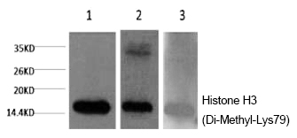 Histone H3 (Di-Methyl-Lys79) Monoclonal Antibody