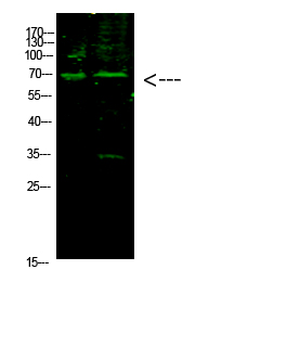 E2F (Acetyl-K117) Polyclonal Antibody